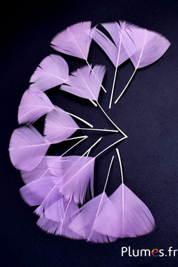 Pluimenblaadjes - 6-8 cm x 3-4 cm - parma